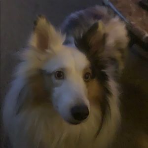 Meet your Posher, Mackenzie